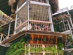 -Rainforest