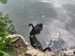 -西双版纳原始森林公园