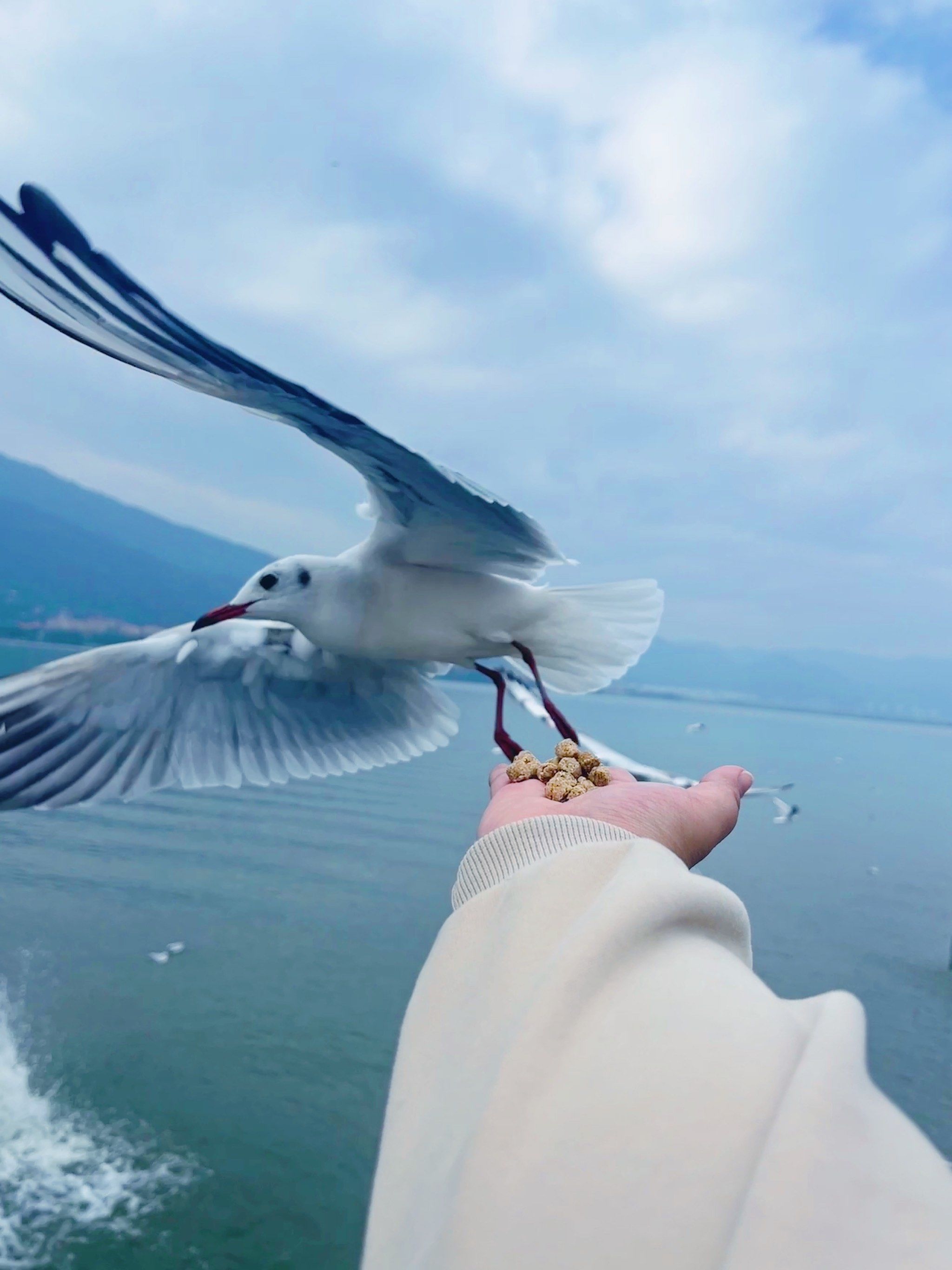 在手心喂海鸥咯😘