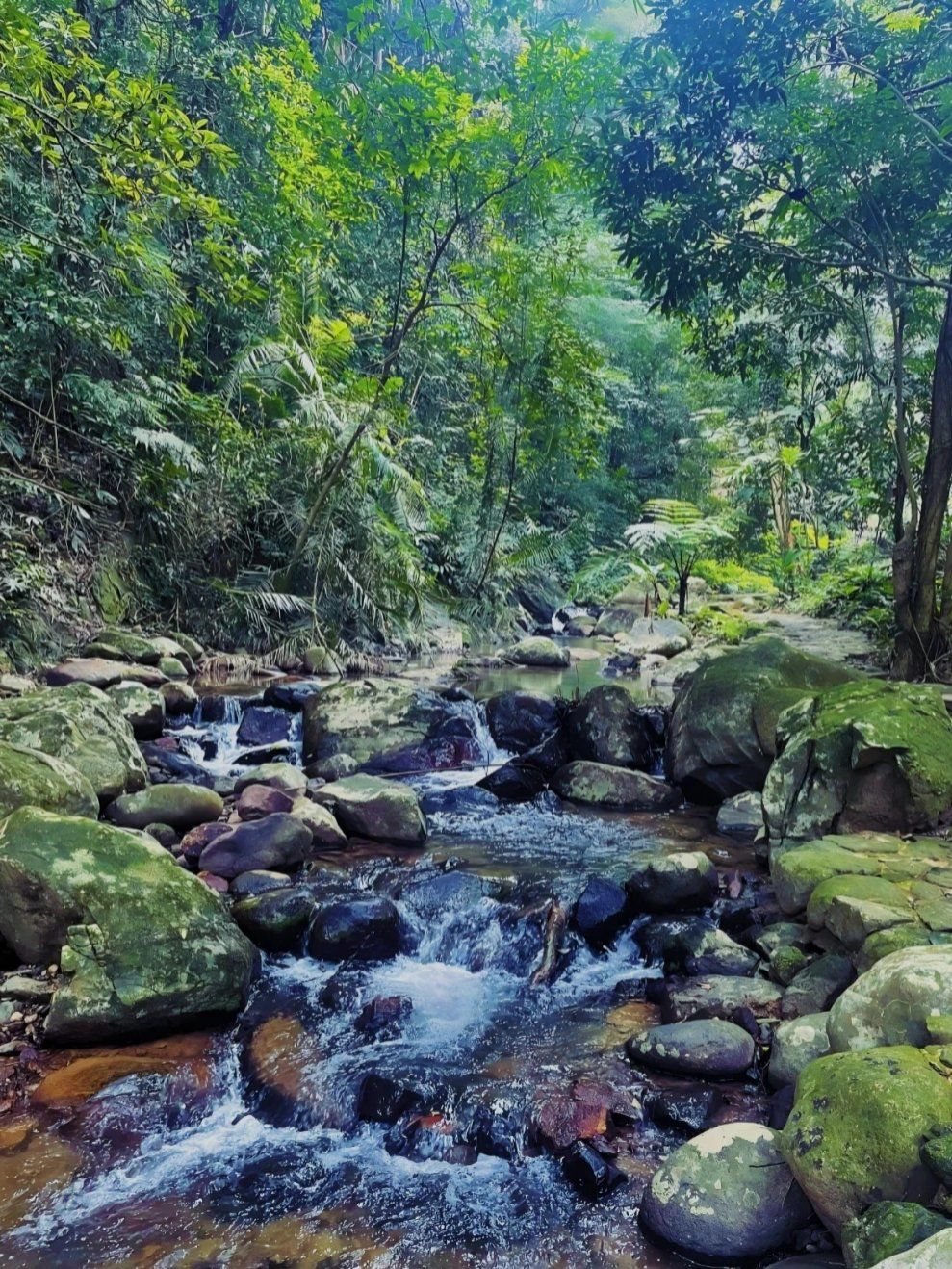 在百花岭徒步是这次来海南的最佳体验