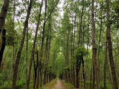 -合肥滨湖国家森林公园