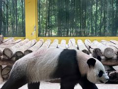 -杭州野生动物世界