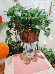 -娜斓瑜伽