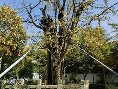 -上海佘山国家森林公园天马山园