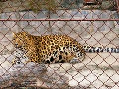 -大连森林动物园