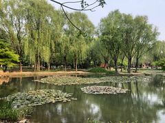 -洛阳市隋唐城遗址植物园