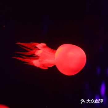 超级可爱！！深圳看蛋黄水母就在这里！