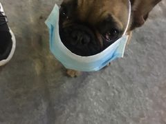 -志龙皇冠吃货椰子铺