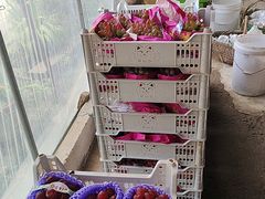 -马陆小张葡萄园农家乐