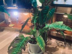 -Rabbit Cafe私房西餐甜点咖啡(栖霞路店)