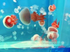 -左海海底世界