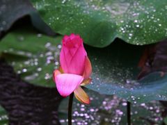 -陈家山荷花公园