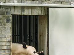 -都江堰中华大熊猫苑