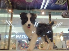 -乐宠宠物店(世纪金源店)