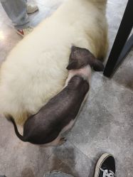 -神奇动物撸宠馆·羊驼·小浣熊·异宠(豫园店)