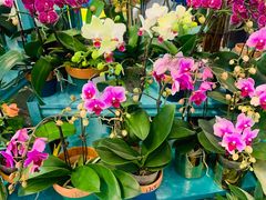 -BoBloom花店(晶耀前滩店)