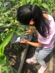 -蓝呗呗蓝莓草莓采摘园(通州区马驹桥店)