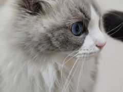 -鼓捣猫呢主题猫咖店