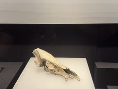 -上海崧泽遗址博物馆