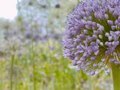 -北京国际鲜花港