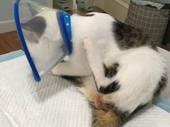 -佳怡动物医院·平价24小时·猫专科骨外科