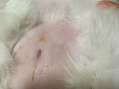 -伟伟宠物医院·瑞派猫友好医院·猫科(光谷店)