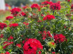 -松山湖梦幻百花洲