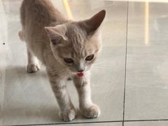 -乐琪宠物医院·犬猫专科·骨外科·急重症