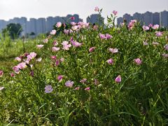 -洋湖国家湿地公园