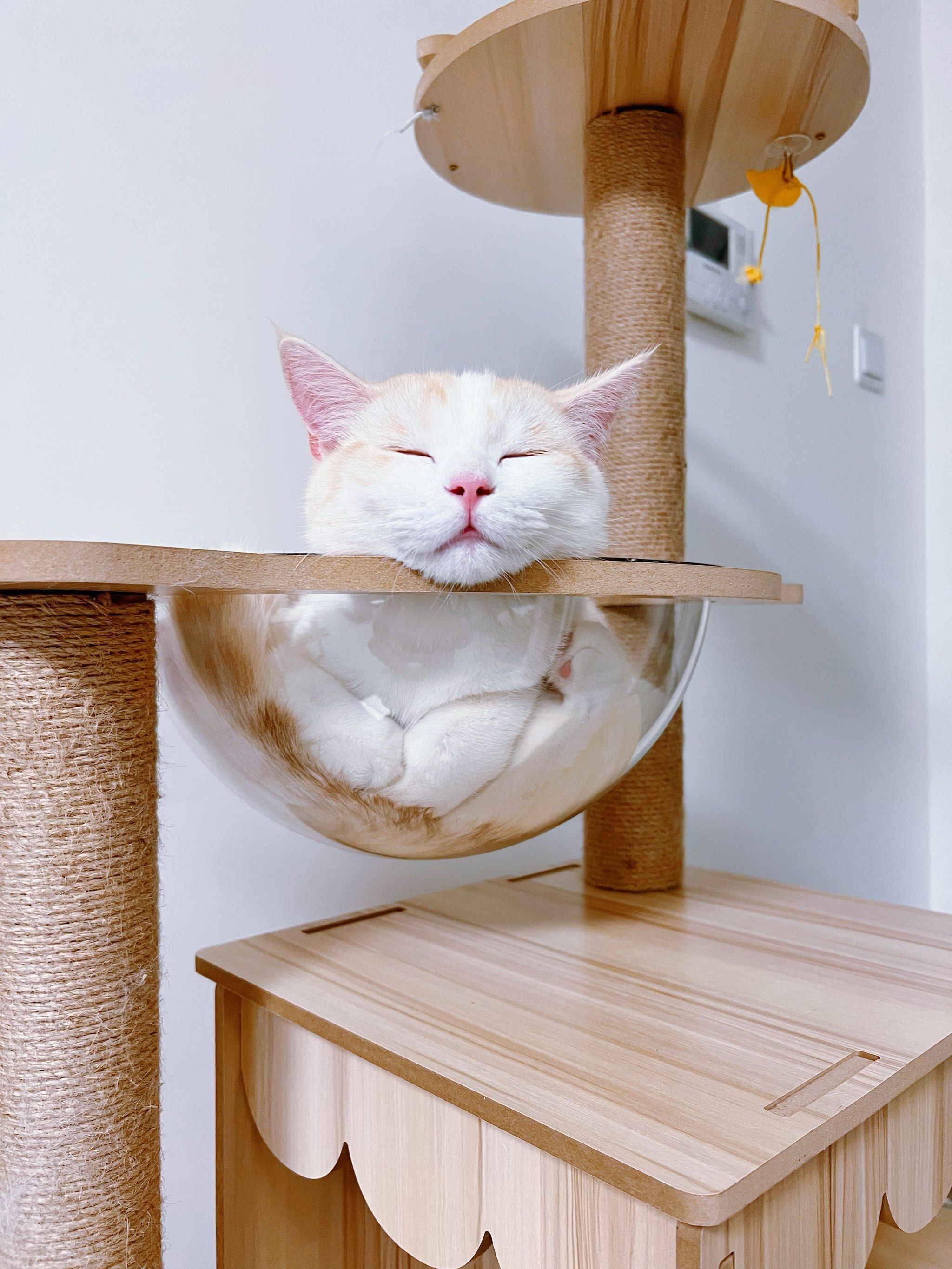 猫咪的三连拍