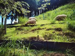 -神户六甲牧场(北野本店)