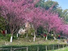 -望江楼公园