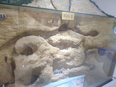 -上海昆虫博物馆