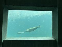 -西雅图水族馆