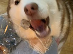 -Husky Go! 哈士奇体验馆·宠物咖啡厅狗咖