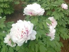 android_upload_pic-西苑公园