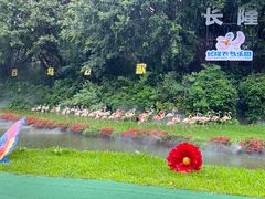 -广州长隆飞鸟乐园