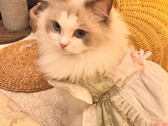 -瞄一喵猫咖(格力海岸店)