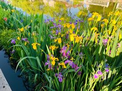 -上海佘山国家森林公园西佘山园