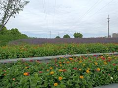 -菊园百果园