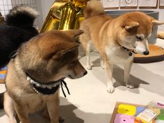 -柴务处·柴犬主题狗咖