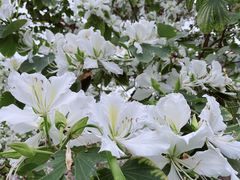 -广州国际生物岛