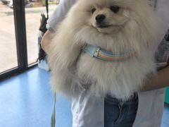 -博特宠物医院24h犬猫全科.骨科·异宠