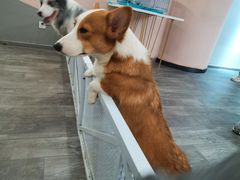 -浣熊柯尔鸭土拨鼠·电玩咖