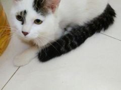 android_upload_pic-瑞派福兴宠物医院犬猫全科·骨科·中西医结合(河东店)