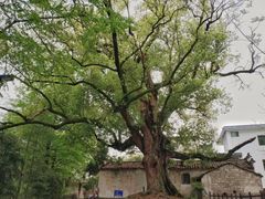 -新安江山水画廊风景区
