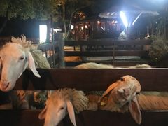 -清迈夜间动物园