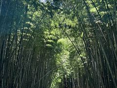 -同里国家湿地公园