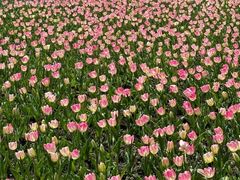 -上海鲜花港