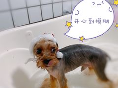 -BABYDOG宝贝狗宠物乐园(欧洲城店)